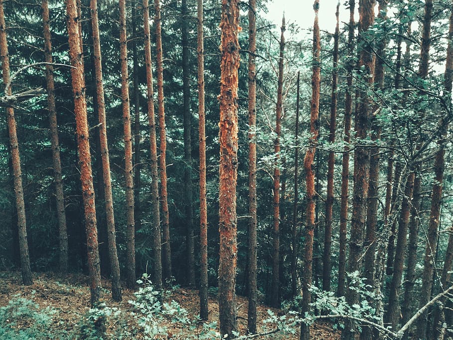 bulgària, bansko, pi, arbres, naturalesa, verd, bosc, arbre, planta, terra, tronc, tronc de l'arbre, creixement, tranquil·litat, bellesa a la natura, dia, cap gent, escena no urbana, escena tranquil·la, escenics - natura, a l'aire lliure, remot, bambú, desert, arbre de fulla perenne, bambú - planta, arbre de coníferes, 4K