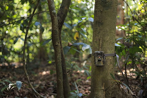 telecamera, trappola, Pericolo, foresta, erba, prateria, verde, leccare, vita, mammifero, natura, foto, ricerca, sale, selvaggio, albero, pianta, crescita, terra, concentrarsi sulle conoscenze acquisite, tronco d'albero, tronco, giorno, tecnologia, temi fotografici, all'aperto, colore verde, nessuno, foglia, parte vegetale, la tranquillità, bellezza nella natura, bosco, 5K, CC0, dominio pubblico, privo di copyright