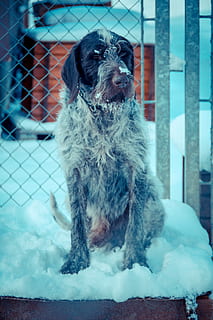 noruega, tromsø, un animal, temes d'animals, mamífer, animal, nacional, gos, mascotes, caní, animals domèstics, vertebrats, assegut, cap gent, dia, pèl d’animals, mirant, centrar-se en primer pla, retrat, primer pla, cabell, petit, cap d’animals, 5K, CC0, domini públic, lliure de regalies