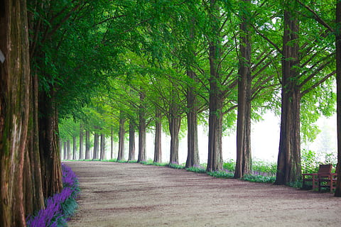 legna, natura, foglia, parco, viale, meta informazione di 'vincere, strada, estate, Damyang, astratto, paesaggio, Repubblica di Corea, albero, pianta, la strada davanti, direzione, crescita, sentiero, giorno, colore verde, treelined, tronco, tronco d'albero, bellezza nella natura, nessuno, foresta, terra, prospettiva decrescente, all'aperto, la tranquillità, bambù - pianta, 5K, CC0, dominio pubblico, privo di copyright