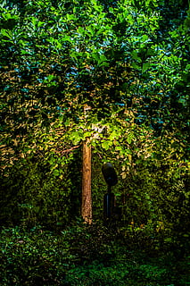 arbre, arbres, llum, nit, jardí, punt de mira, verd, full, fulles, focus, vegetació, plantes, planta, color verd, creixement, naturalesa, cap gent, dia, a l'aire lliure, terra, material de fusta, part de la planta, tranquil·litat, bellesa a la natura, bosc, temes d'animals, fruita, herba, fullatge, exuberant fullatge, post de fusta, 4K, CC0, domini públic, lliure de regalies