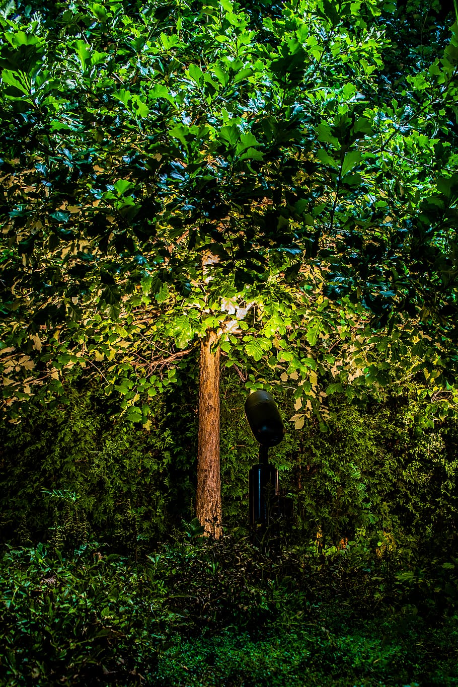 arbre, arbres, llum, nit, jardí, punt de mira, verd, full, fulles, focus, vegetació, plantes, planta, color verd, creixement, naturalesa, cap gent, dia, a l'aire lliure, terra, material de fusta, part de la planta, tranquil·litat, bellesa a la natura, bosc, temes d'animals, fruita, herba, fullatge, exuberant fullatge, post de fusta, 4K