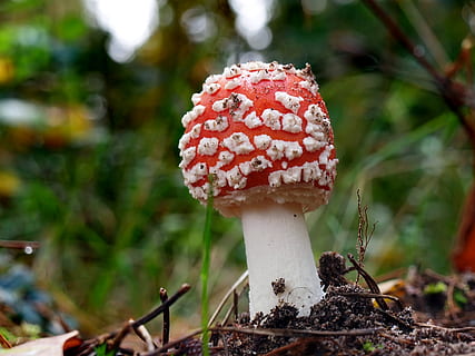 grybai, forrest, grybelis, augimą, augalų, sutelkti dėmesį į naujas žinias, maisto, Iš arti, pobūdį, krapštukas, dieną, skrudinti agarinius grybus, daržovių, žemės, nėra žmonių, Maistas ir gėrimai, grožis gamtoje, raudona, lauke, medis, nuodingas, 2K, CC0, Viešasis domenas, nemokamai