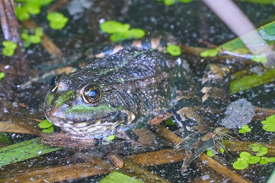 Frosch, Kröte, Wasser, Teich, Wasserfrosch, hoch, Amphibie, Augen, Fluss, Tier, ein Tier, Tierthemen, Tierwelt, Tiere in freier Wildbahn, Wirbeltier, Natur, Tag, Reptil, keine Leute, draußen, Nahansicht, High Angle View, Schildkröte, Fokus auf den Vordergrund, nass, See, Tierkopf, Marine, 2K