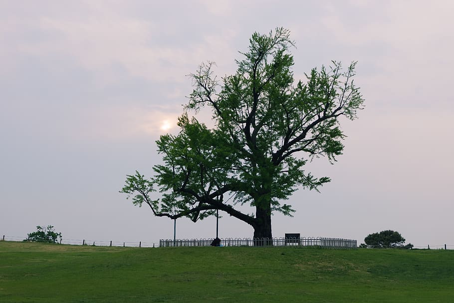 arbre, bosc, cel, verd, parc, el parc olímpic, solitari, planta, herba, camp, naturalesa, terra, núvol - cel, medi ambient, paisatge, arquitectura, estructura construïda, creixement, bellesa a la natura, a l'aire lliure, exterior de l'edifici, cap gent, color verd, dia, 5K