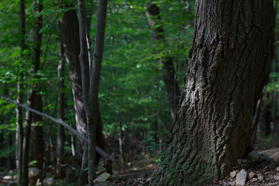 alberi, foresta, verde, abbaiare, luce del sole, raggio di sole, natura selvaggia, esplorazione, avventura, perso, bellezza, tronco d'albero, tronco, albero, pianta, terra, concentrarsi sulle conoscenze acquisite, natura, bosco, nessuno, crescita, all'aperto, giorno, bellezza nella natura, la tranquillità, colore verde, paesaggio, avvicinamento, scena tranquilla, legno - materiale, foresta pluviale, 5K