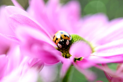 marieta, vermell, punts, flor, escarabat, insecte, naturalesa, amulet de la sort, full, macro, jardí, petit, món animal, tacat, sort marieta, planta amb flors, planta, frescor, bellesa a la natura, fragilitat, vulnerabilitat, primer pla, pètal, invertebrat, un animal, creixement, enfocament selectiu, color rosa, cap gent, cap de flor, temes d'animals, animal, a l'aire lliure, porpra, pol·len, polinització, 5K, CC0, domini públic, lliure de regalies