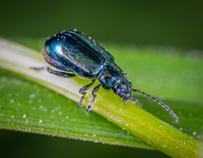 escarabat, verd, full, fotografia de primer pla, antena, error, primer pla, insecte, poc, macro, fauna animal, temes d'animals, animals a la natura, invertebrat, animal, un animal, part de la planta, color verd, planta, naturalesa, dia, cap gent, humit, enfocament selectiu, creixement, tirar, a l'aire lliure, 2K, CC0, domini públic, lliure de regalies