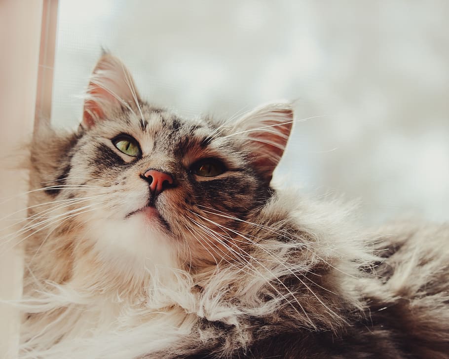 gat marró de pell de llarga durada, gat, animal, mamífer, mascota, manx, gatet, ratlles, maine coon, fotografia de gats, brillant, esponjós, tabby, fusta, mobles, abissini, llavi, boca, angora, siamès, gat domèstic, nacional, temes d'animals, mascotes, felí, animals domèstics, un animal, retrat, cabell, mirant la càmera, centrar-se en primer pla, primer pla, maine coon cat, vertebrats, bigotis, cap gent, mirant, cap d’animals, gat persa, ull d’animals, 4K