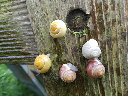 denmark, shell, animal shell, close-up, mollusk, snail, gastropod, no people, animal wildlife, day, animal, wood - material, invertebrate, animal themes, animals in the wild, nature, natural pattern, beauty in nature, spiral, outdoors, group of animals, 4K, CC0, public domain, royalty free
