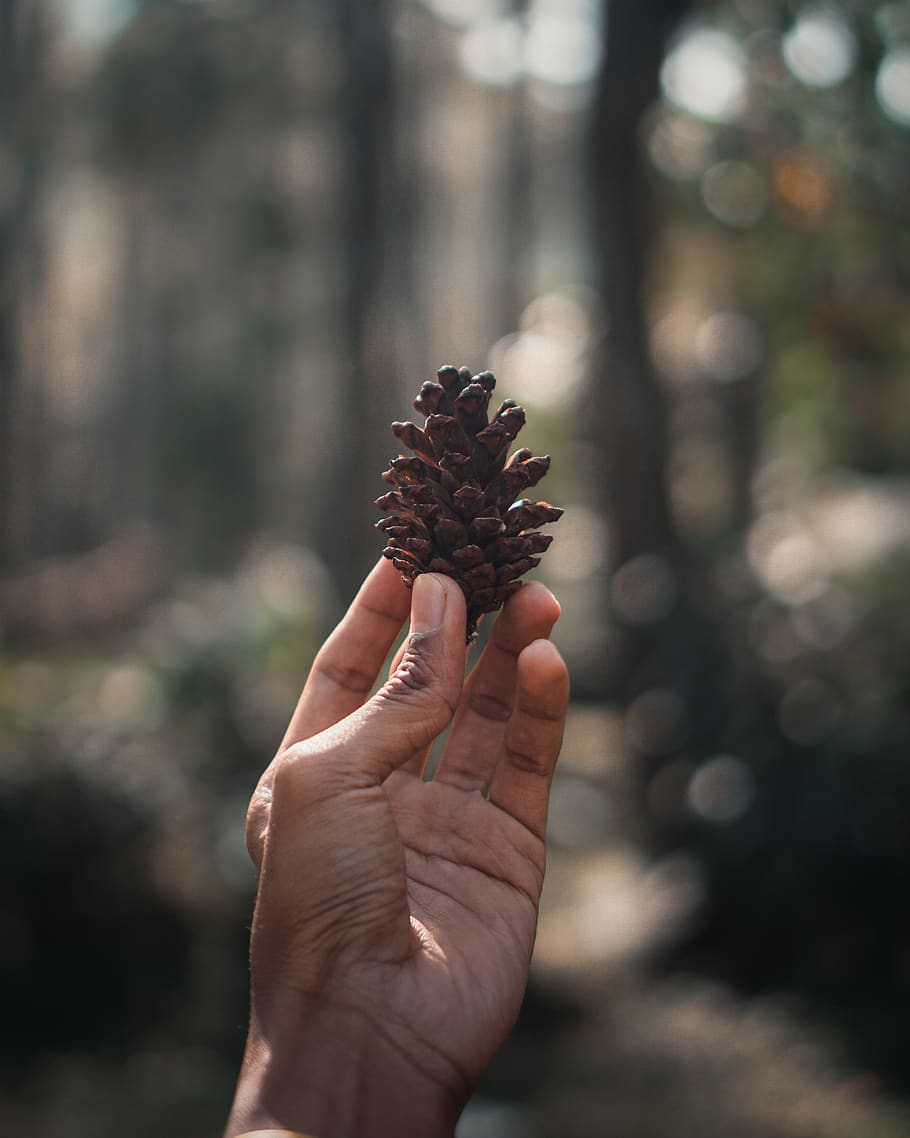 persona que sosté pinecone, mà humana, mà, part del cos humà, una persona, centrar-se en primer pla, persones reals, celebració, pinya de pi, dia, dit humà, dit, naturalesa, part del cos, persona irreconeixible, perspectiva personal, llum solar, primer pla, estils de vida, planta, a l'aire lliure, arbre de coníferes, extremitat humana, 4K