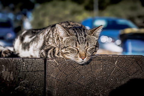 katt, sovande, sola, kattunge, lat, vilar, pott, resten, porträtt, sova, däggdjur, kattdjur, djur-, tamkatt, djurteman, inhemsk, ett djur, husdjur, ryggradsdjur, fokusera på förgrunden, avslappning, ögon stängda, närbild, inget folk, morrhår, dag, djurhuvud, tabby, 4K, CC0, offentligt domän, royaltyfria