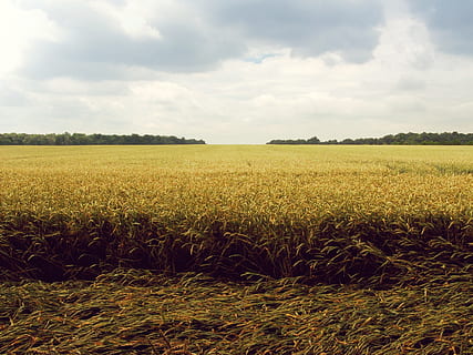 himmel, skyer, sol, felter, gård, Land, græs, hvede, træer, sky - himmel, landskab, Mark, vækst, jord, landbrug, rolig scene, skønhed i naturen, miljø, ro, plante, scenics - natur, landlige scene, afgrøde, natur, dag, ingen mennesker, korn plante, udendørs, plantage, 720P, CC0, offentligt domæne, royaltyfrie