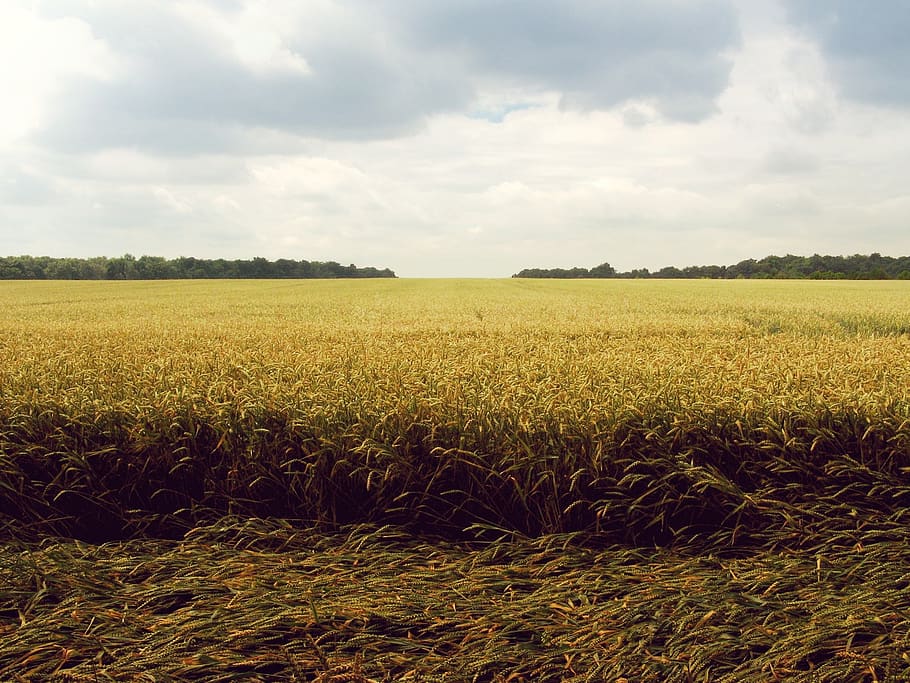 cel, núvols, sol, camps, granja, país, herba, blat, arbres, núvol - cel, paisatge, camp, creixement, terra, agricultura, escena tranquil·la, bellesa a la natura, medi ambient, tranquil·litat, planta, escenics - natura, escena rural, cultiu, naturalesa, dia, cap gent, planta de cereals, a l'aire lliure, plantació, 720P