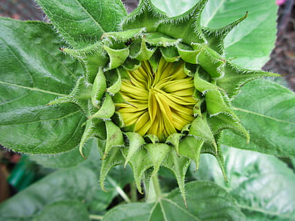 Austràlia, conondale, patró, textura, groc, naturalesa, flor, verd, planta, part de la planta, full, creixement, color verd, bellesa a la natura, frescor, planta amb flors, primer pla, fragilitat, vulnerabilitat, pètal, cap gent, cap de flor, inflorescència, dia, a l'aire lliure, gira-sol, sepal, 4K, CC0, domini públic, lliure de regalies