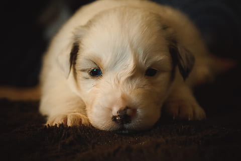 aussie, hund, baby, fårehyrde, australsk, hundehvalp, indenlandske, hunde, kæledyr, et dyr, pattedyr, husdyr, dyre temaer, dyr, lempelse, portræt, kigger på kameraet, ungt dyr, tæt på, selektiv fokusering, hvirveldyr, dyr kropsdel, dyr hoved, indendørs, ingen mennesker, uskyld, 5K, CC0, offentligt domæne, royaltyfrie