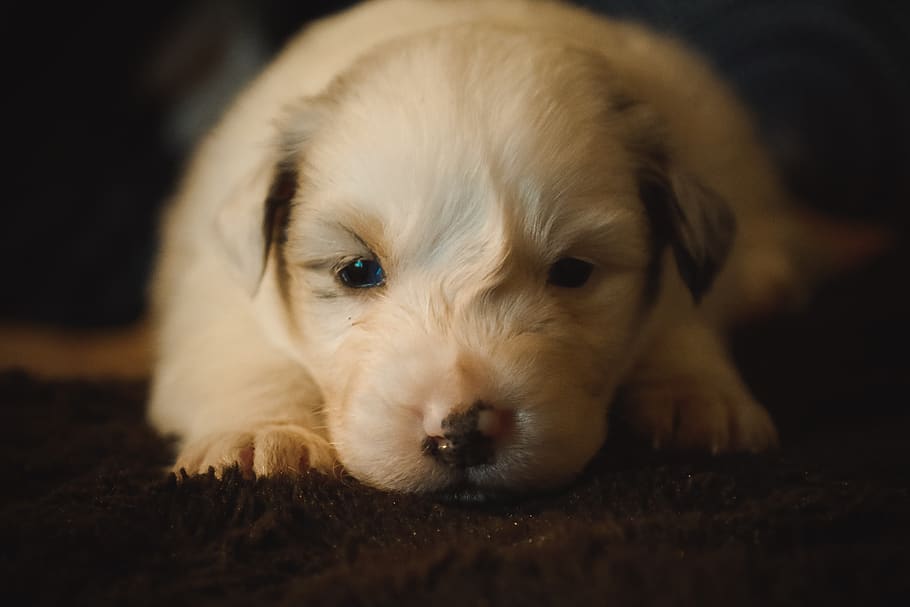 aussie, cane, bambino, pastore, australiano, cucciolo, domestico, canino, animali domestici, un animale, mammifero, temi animali, animale, rilassamento, ritratto, guardando la fotocamera, giovane animale, avvicinamento, messa a fuoco selettiva, vertebrato, parte del corpo animale, testa di animale, in casa, nessuno, innocenza, 5K