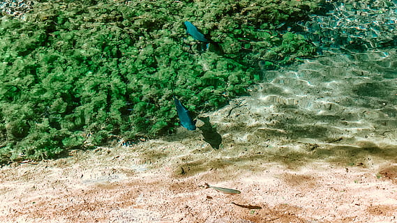 to blå fisk, hav, vand, natur, ocean, udendørs, hav liv, dyr, rev, fisk, koralrev, brasilien, rio quente, navngivet vej, akvatiske, surgeonfish, djævlerokke, rock skønhed, bil, køretøj, transportmidler, dyreliv, hvirveldyr, grøn farve, dyre temaer, dyr i naturen, dag, jord, plante, ingen mennesker, et dyr, høj vinkel visning, vækst, skønhed i naturen, fugl, strand, 2K, CC0, offentligt domæne, royaltyfrie