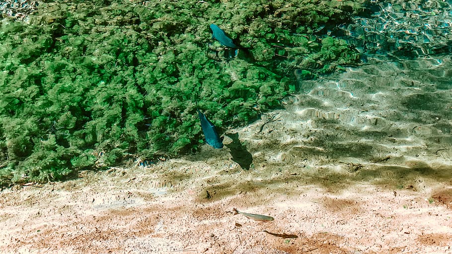 dos peixos blaus, mar, aigua, naturalesa, oceà, a l'aire lliure, la vida marina, animal, escull, peix, Escull de corall, Brasil, rio quente, carretera sense nom, aquàtics, peix marí, manta ray, bellesa de la roca, cotxe, vehicle, transport, fauna animal, vertebrats, color verd, temes d'animals, animals a la natura, dia, terra, planta, cap gent, un animal, vista d’angle alt, creixement, bellesa a la natura, ocell, platja, 2K