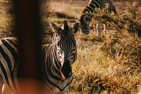 zebra spise græs, dyr, zebra, dyreliv, pattedyr, Busk, Afrika, stribet, sollys, safari, tøj, beklædning, vild, dyre temaer, dyr i naturen, ingen mennesker, hvirveldyr, gruppe af dyr, natur, plante, fokus på forgrunden, turisme, stående, Mark, husdyr, planteædende, flok, 5K, CC0, offentligt domæne, royaltyfrie