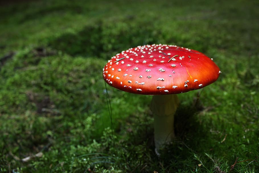 fong, bosc, toadstool, naturalesa, verd, vermell, tòxics, aliments, molsa, verí, recollida de bolets, toadstools, bolets, tardor, barret, tacat, vegetals, bolet agàric de mosca, planta, creixement, menjar, primer pla, cap gent, terra, herba, color verd, camp, centrar-se en primer pla, dia, bellesa a la natura, a l'aire lliure, verinós, 2K