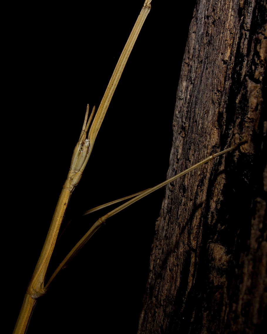 error, insecte, phasmid, pal, zoom, contrast, naturalesa, animal, verí, groc, ombra, fusta, la vida, salvatge, vida salvatge, planta, cap gent, primer pla, arbre, tir de l'estudi, nit, tronc de l'arbre, fons negre, material de fusta, textura, tronc, a l'aire lliure, creixement, branca, tija de la planta, pal - part de la planta, invertebrat, 2K
