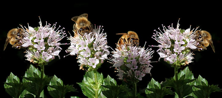 api, insetti, polline, menta, fiori, giardino, natura, fiore, pianta fiorita, pianta, animale, temi animali, freschezza, bellezza nella natura, avvicinamento, fauna selvatica, fragilità, vulnerabilità, insetto, nessuno, girato in studio, testa di fiore, crescita, un animale, petalo, sfondo nero, all'aperto, impollinazione, viola, 8K, CC0, dominio pubblico, privo di copyright
