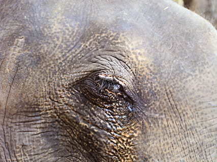 eye, elephant, wrinkles, hide, grey, tough, head, large, animal themes, animal, one animal, animal wildlife, animal body part, animals in the wild, mammal, animal head, no people, animal eye, close-up, day, animal skin, indian elephant, outdoors, vertebrate, asian elephant, african elephant, animal trunk, herbivorous, 2K, CC0, public domain, royalty free