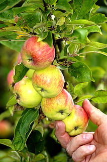 Apfel, Obst, Hand, rot, gesund, Ernte, frisch, reif, bio, Essen und Trinken, gesundes Essen, Lebensmittel, Blatt, Pflanzenteil, menschliche Hand, Frische, Pflanze, grüne Farbe, Wachstum, menschliches Körperteil, Natur, Wohlbefinden, Nahansicht, Fokus auf den Vordergrund, Baum, Tag, eine Person, draußen, 5K, CC0, gemeinfrei, lizenzfrei