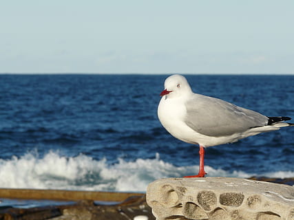 Austrália, dee porque, mar, temas animais, pássaro, animal, agua, animais selvagens, vertebrado, animais em estado selvagem, gaivota, um animal, empoleirar, horizonte, horizonte sobre a água, natureza, dia, céu, focar em primeiro plano, de praia, terra, Ave marinha, ninguém, ao ar livre, poste de madeira, 2K, CC0, domínio público, royalty free