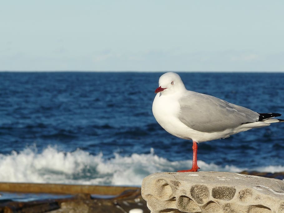 Australia, dee perché, mare, temi animali, uccello, animale, acqua, fauna selvatica, vertebrato, animali allo stato selvatico, gabbiano, un animale, appollaiati, orizzonte, orizzonte sull'acqua, natura, giorno, cielo, concentrarsi sulle conoscenze acquisite, spiaggia, terra, uccello di mare, nessuno, all'aperto, post in legno, 2K