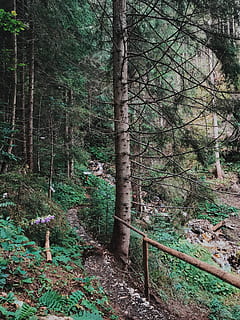 bosc, camí forestal, arbres, verd, aire fresc, naturalesa, arbre, planta, terra, tranquil·litat, creixement, escena tranquil·la, tronc de l'arbre, cap gent, tronc, bellesa a la natura, escena no urbana, dia, paisatge, escenics - natura, medi ambient, color verd, a l'aire lliure, ruta, 4K, CC0, domini públic, lliure de regalies