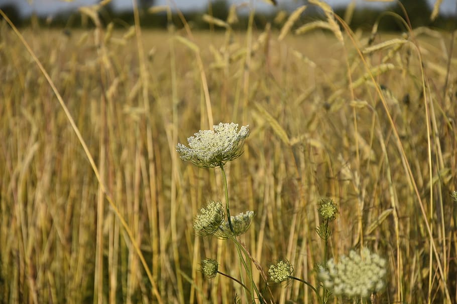 majs, felter, ukrudtsplante, blomst, natur, landbrug, plante, vækst, Mark, jord, skønhed i naturen, blomstrende plante, fokus på forgrunden, tæt på, dag, ingen mennesker, skrøbelighed, sårbarhed, selektiv fokusering, friskhed, ro, græs, landskab, plantestamme, udendørs, blomsterhoved, 5K