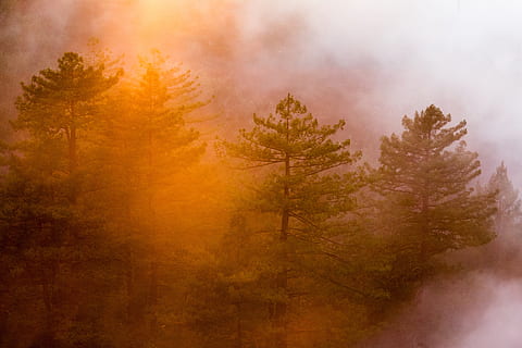 incendi forestal, arbre, boira, planta, bosc, tardor, cap gent, terra, medi ambient, naturalesa, bellesa a la natura, fum - estructura física, escenics - natura, cel, foc, pi, al matí, cremant, paisatge, a l'aire lliure, bosc de pi, arbre de coníferes, efecte texturat, smog, fusta de pi, arbre de fulla perenne, 4K, CC0, domini públic, lliure de regalies
