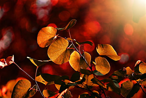 frunze, nervură, model, crenguţă, tufiș, frunziş, culoarea toamnei, lumina din spate, lumina soarelui, strălucire, bokeh, parte a plantelor, toamnă, fruct, plantă, copac, a închide, Schimbare, culoare portocalie, nici o persoana, alimente, natură, frumusețe în natură, mancare si bautura, galben, să se concentreze asupra primelor elemente, ramură, în aer liber, selectiv, creştere, toamnă colecție, starea naturala, portocale, 4K, CC0, domeniu public, fără drepturi de autor
