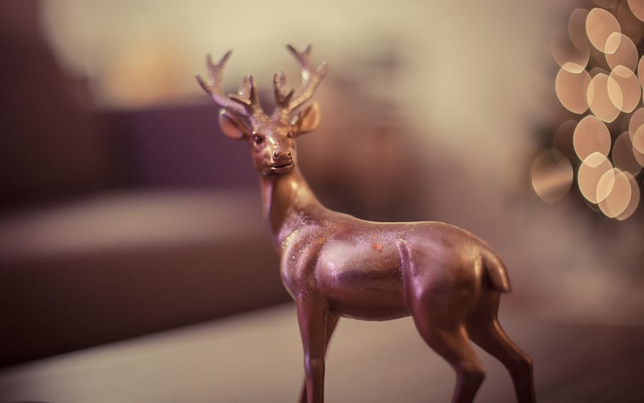 Canadà, brampton, bokeh, DOF, rens, decoració de Nadal, casa, vacances, natura morta, un animal, fauna animal, mamífer, cap gent, longitud completa, animals domèstics, representació, a l'interior, centrar-se en primer pla, porpra, cérvol, figureta, vista lateral, dia, primer pla, animals a la natura, herbívors, 4K