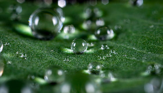 Makroaufnahme, Wassertropfen, Blase, sauber, Nahansicht, Tau, fallen, Tröpfchen, frisch, Frische, Grün, Wachstum, Flüssigkeit, Makro, Makrofotografie, natürlich, Natur, Reinheit, Regen, Regentropfen, Wasser, nass, selektiver Fokus, Pflanze, grüne Farbe, Gras, keine Leute, Kugel, transparent, Zerbrechlichkeit, Verletzlichkeit, Tag, Murmeln, draußen, Oberflächenniveau, 2K, CC0, gemeinfrei, lizenzfrei