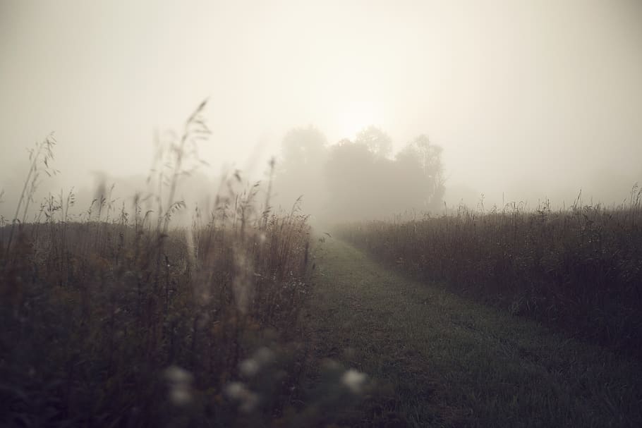 via nebbiosa, tempo metereologico, nebbia, natura, Alanson, stati Uniti, all'aperto, pianta, flora, erba, la tranquillità, paesaggio, scena tranquilla, ambiente, terra, cielo, bellezza nella natura, campo, nessuno, scenics - natura, alba, crepuscolo, scena rurale, albero, crescita, mattina, 5K