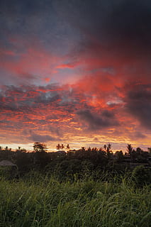 campo d'erba, nuvoloso, cielo, d'oro, ora, luminosa, nuvole, buio, alba, drammatico, cielo drammatico, sera, cielo serale, sole della sera, erba, paesaggio, natura, panoramico, sole, tramonto, nuvola - cielo, pianta, bellezza nella natura, scenics - natura, terra, campo, ambiente, la tranquillità, scena tranquilla, colore arancione, albero, scena non urbana, nessuno, all'aperto, crescita, 5K, CC0, dominio pubblico, privo di copyright