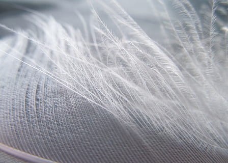 makro, bílý, jemnost, lehkost, celý rám, detail, pozadí, nikdo, měkkost, textil, vzor, selektivní zaměření, zranitelnost, texturou, extrémní detail, křehkost, uvnitř, Příroda, Pírko, bílá barva, abstraktní, jednoduchost, stálý život, den, lehká váha, abstraktní pozadí, čistota, 1080P, CC0, veřejná doména, bez autorských práv