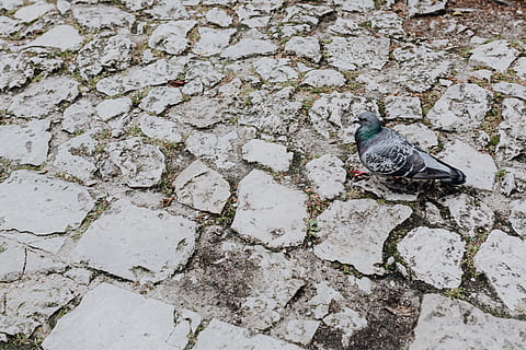 velho, tijolo, pavimentos de pedra, tijolos, fundo, pavimento, pedra, pavimentação, temas animais, animais selvagens, animais em estado selvagem, animal, visão de alto ângulo, dia, um animal, vertebrado, ninguém, pássaro, trilha, ao ar livre, natureza, sólido, texturizado, parede, fechar-se, cidade, Rocha, comprimento total, 4K, CC0, domínio público, royalty free