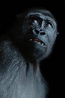 monkey, view, ape, gorilla, face, black, thinking, fear, doubt, distrust, eyes, primate, animal wildlife, mammal, one animal, animals in the wild, portrait, headshot, looking away, black color, animal body part, vertebrate, looking, people, black background, dark, contemplation, profile view, 4K, CC0, public domain, royalty free