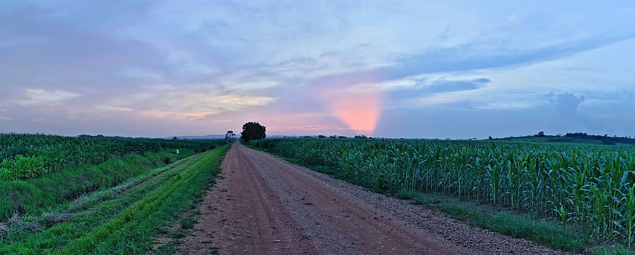 panoràmica, paisatge, cel, posta de sol, naturalesa, carretera, Carretera bruta, mirador espanyol, belize, comunitat agrícola, blat de moro, cultiu, camps, vespre, llarg camí, bell paisatge, panorama, núvols, colors, camp, agricultura, direcció, planta, terra, escena rural, escenics - natura, medi ambient, brutícia, el camí a seguir, núvol - cel, color verd, bellesa a la natura, transport, granja, perspectiva decreixent, cap gent, a l'aire lliure, 8K