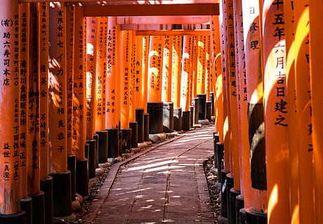 Marrone, inviare, foderato, accanto, sentiero, santuario, tempio, architettura, costruzione, culto, Giappone, Kyōto-shi, fushimi inari taisha, passerella, tunnel, bere, bevanda, cancello, torii, arancia, escursioni a piedi, luce del sole, ombra, luogo di culto, religione, spiritualità, colore arancione, credenza, di fila, struttura costruita, sceneggiatura non occidentale, copione, la strada davanti, viaggio, prospettiva decrescente, colonna architettonica, nessuno, 4K, CC0, dominio pubblico, privo di copyright