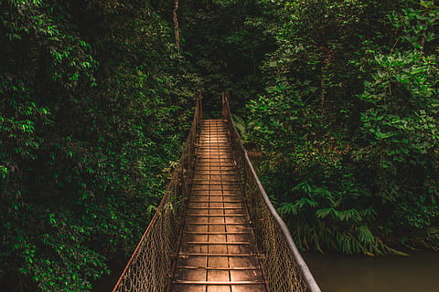pont i arbres, planta, vegetació, naturalesa, pont, edifici, arbre, selva tropical, a l'aire lliure, terra, jungla, Pont en suspensió, iporanga, sp, Brasil, pont de corda, bosc, Camí, aventura, tropical, passeig marítim, desafiament, direcció, el camí a seguir, creixement, color verd, cap gent, tranquil·litat, dia, bellesa a la natura, arquitectura, connexió, sendera, fullatge, estructura construïda, passarel·la, pont - estructura feta per l'home, perspectiva decreixent, llarg, 4K, CC0, domini públic, lliure de regalies
