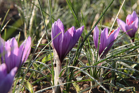 fiore, zafferano, croco, sativus, pianta fiorita, pianta, viola, vulnerabilità, bellezza nella natura, freschezza, fragilità, crescita, petalo, avvicinamento, iris, infiorescenza, natura, testa di fiore, campo, nessuno, terra, messa a fuoco selettiva, all'aperto, primavera, 5K, CC0, dominio pubblico, privo di copyright