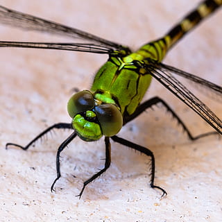 green dragonfly, insect, invertebrate, animal wildlife, animal themes, animals in the wild, animal, one animal, green color, close-up, no people, focus on foreground, animal body part, day, nature, animal wing, outdoors, zoology, selective focus, animal antenna, wood - material, animal eye, 2K, CC0, public domain, royalty free