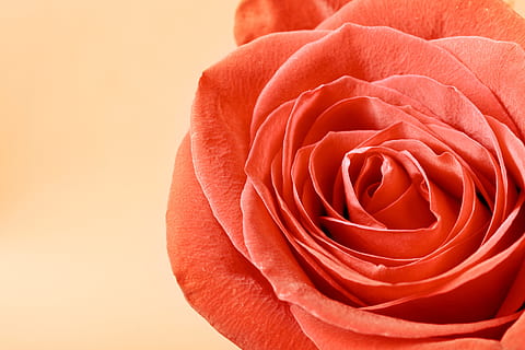 rose, red, stem, background, , decoration, concept, closeup, green, floral, petal, day, aroma, symbol, celebration, light, gift, gardening, love, macro, elegant, texture, garden, color, valentine, romance, single, bud, natural, flirting, spring, passion, anniversary, flower, leaf, holiday, summer, event, blossom, fragility, object, plant, beauty, romantic, beautiful, fresh, nature, pattern, perfection, rose - flower, beauty in nature, flowering plant, vulnerability, freshness, close-up, flower head, inflorescence, no people, positive emotion, copy space, softness, valentine's day - holiday, floral pattern, 4K, CC0, public domain, royalty free