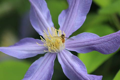 gorzalka, flyve, insekt, Diptera, leddyr, dyr, Syrphidae, Hoverfly, klematis, blomst, plante, sommer, lyse, makro, have, blå, lilla, flor, natur, tæt på, sommer blomster, flora, smuk, blomstrende plante, skrøbelighed, sårbarhed, kronblad, skønhed i naturen, friskhed, blomsterhoved, vækst, blomsterstand, pollen, dyre temaer, dyr i naturen, fokus på forgrunden, ingen mennesker, udendørs, bestøvning, iris - plante, 5K, CC0, offentligt domæne, royaltyfrie