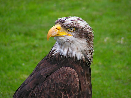braun, Weiß, Adler, Tier, Makro, Raubvogel, Vogel, Tierthemen, Wirbeltier, ein Tier, Fokus auf den Vordergrund, Tiere in freier Wildbahn, Tierwelt, Adler - Vogel, keine Leute, Nahansicht, Schnabel, Weißkopfseeadler, Tag, Tierkörperteil, Wegschauen, Natur, suchen, Tierkopf, Tierauge, Falke - Vogel, 1080P, CC0, gemeinfrei, lizenzfrei